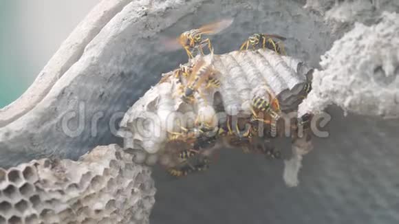 屋脊下的黄蜂病虫害黄蜂窝狂野黄蜂生活方式慢动作视频过敏危险咬伤危险视频的预览图