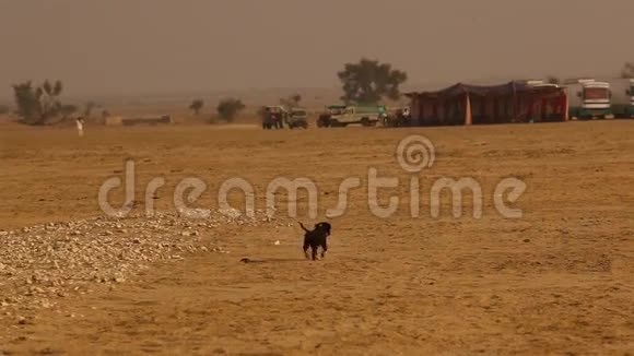 狗宝宝在沙漠玩耍视频的预览图