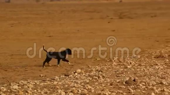 狗宝宝在沙漠玩耍视频的预览图