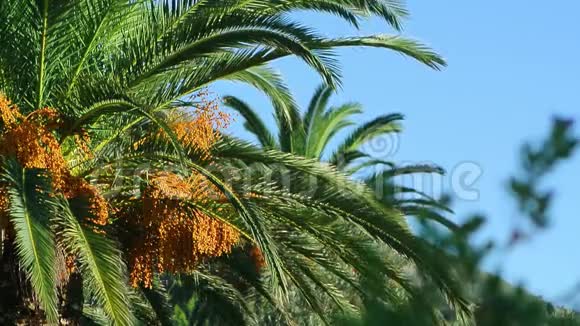 黑山的椰枣视频的预览图
