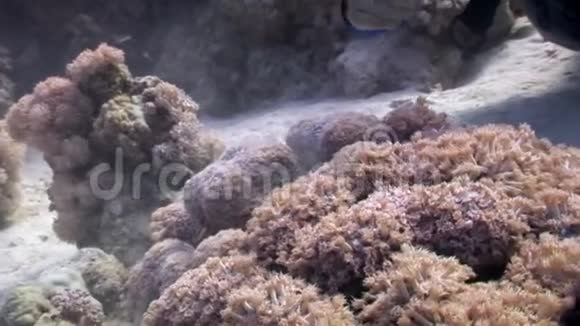 红海海底的珊瑚视频的预览图