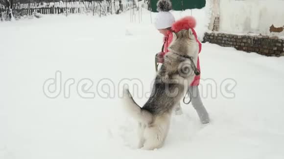 小女孩在户外雪地上慢动作地和西伯利亚哈士奇马拉穆特狗玩耍视频的预览图