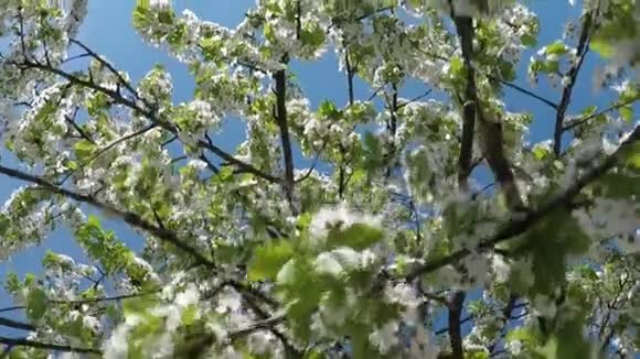 蓝天上的樱花视频的预览图
