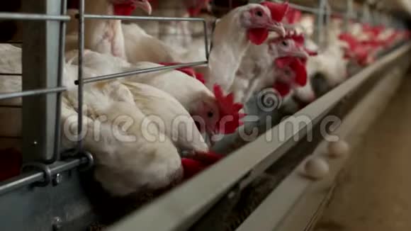 养鸡的家禽养殖场鸡蛋经过运输商工厂视频的预览图
