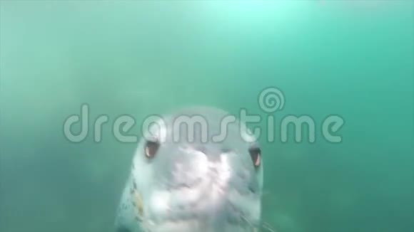 豹海豹视频的预览图