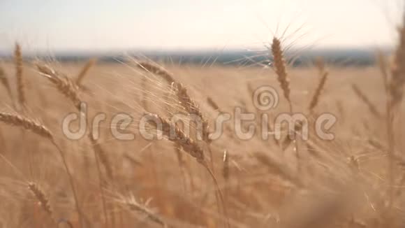 小麦麦田日落景观慢动作视频农民智慧生活方式农耕农业生态理念小麦视频的预览图