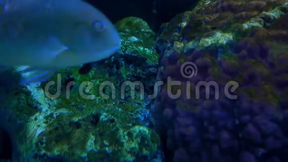 海洋馆里美丽的鱼对水生植物的装饰背景视频的预览图