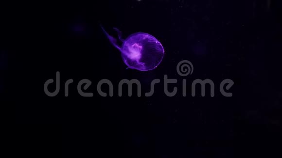 特写水母美杜莎在鱼缸与霓虹灯视频的预览图