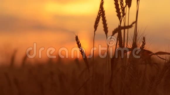 日落时的麦穗视频的预览图