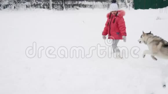 小女孩在户外雪地上慢动作地和西伯利亚哈士奇马拉穆特狗玩耍视频的预览图