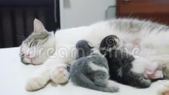 猫幸福的家庭妈妈和新生的小猫孩子们猫喂小猫猫舔小猫家畜视频的预览图