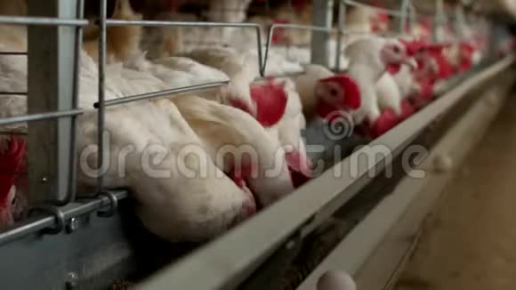 养鸡的家禽养殖场鸡蛋经过转运鸡蛋养殖视频的预览图