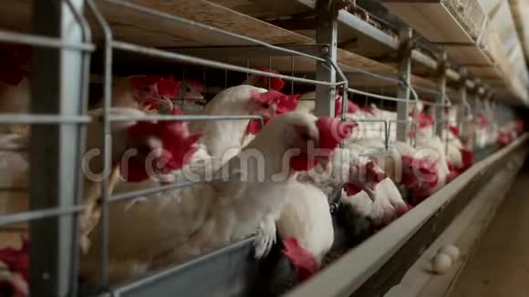养鸡的家禽养殖场鸡蛋经过运输商鸡蛋工厂视频的预览图