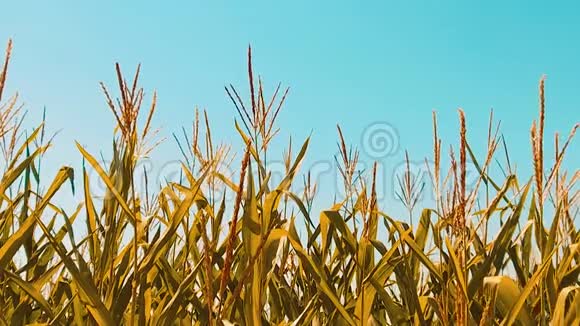 有机玉米田干熟玉米的农业概念玉米生活方式收获农业天然产品视频的预览图
