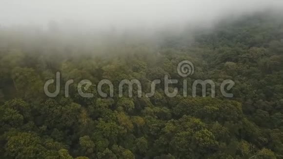 雨林在云巴厘岛印度尼西亚视频的预览图