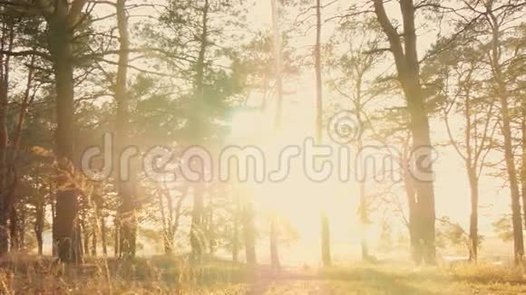 日落时的秋林视频的预览图
