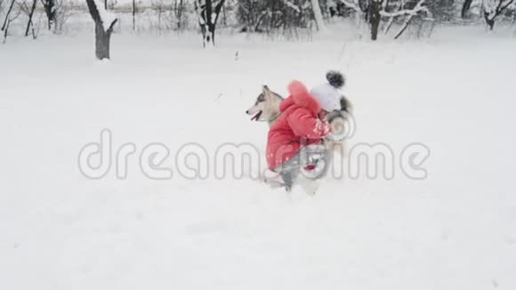 小女孩在户外雪地上慢动作地和西伯利亚哈士奇马拉穆特狗玩耍视频的预览图