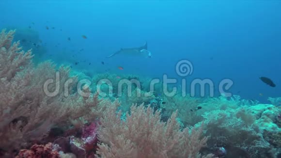 珊瑚礁与曼塔雷4k视频的预览图