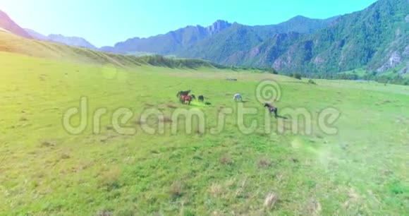 在草地上飞过野马群春山野自然自由生态概念视频的预览图