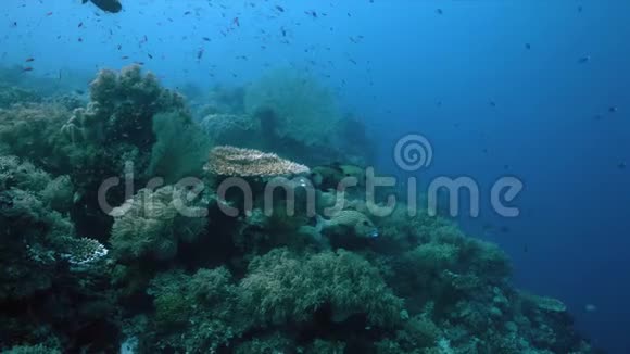 菲律宾珊瑚礁上的HarlequinSweetlips4k视频的预览图