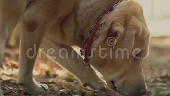 狗种拉布拉多金色视频的预览图
