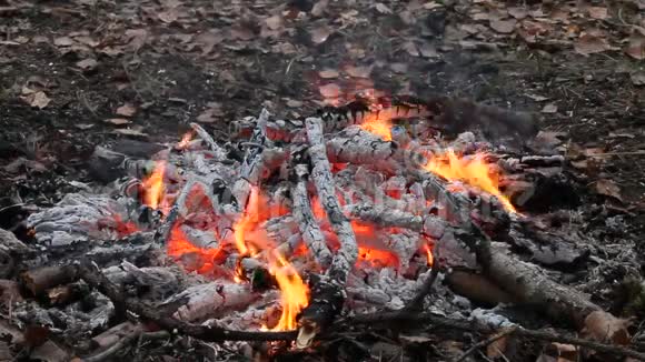森林里的篝火视频的预览图