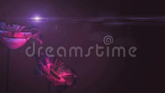 紫色水晶花在风中摇曳视频的预览图