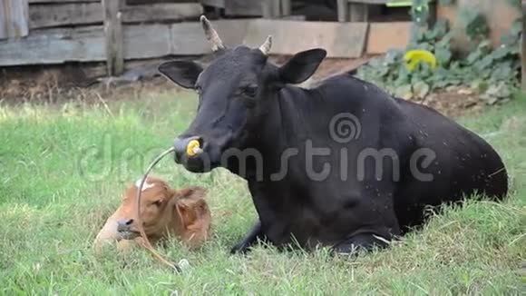 法塔隆的农业奶牛场视频的预览图