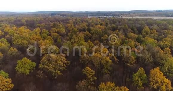 飞越森林从上面的森林视频的预览图