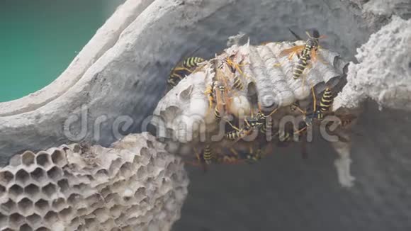 屋脊下的黄蜂病虫害黄蜂窝狂野黄蜂慢动作生活方式视频过敏危害视频的预览图