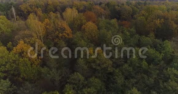 飞越森林从上面的森林视频的预览图