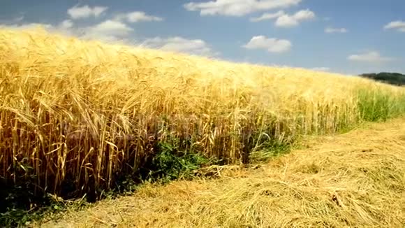 大麦场在夏日的灯光下视频的预览图