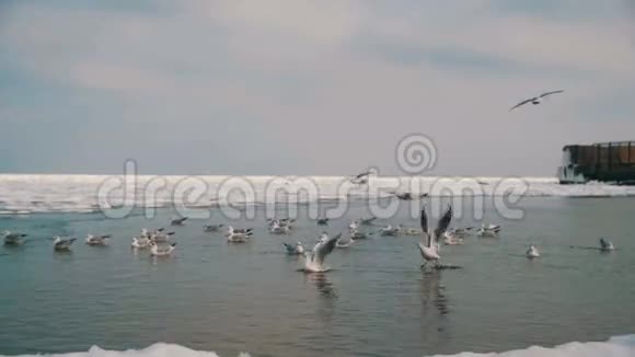 一群海鸥在冬季冰雪覆盖的海洋中潜水和觅食慢动作视频的预览图