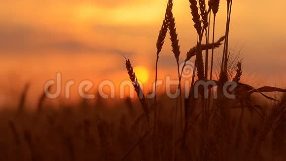 日落时的麦穗视频的预览图