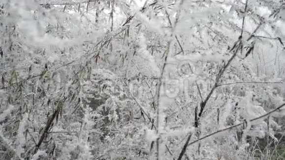 冰冻的白色树枝森林景观视频的预览图