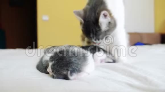 幸福的家庭猫妈妈和新生的小猫孩子们猫舔生活方式小猫家畜概念视频的预览图