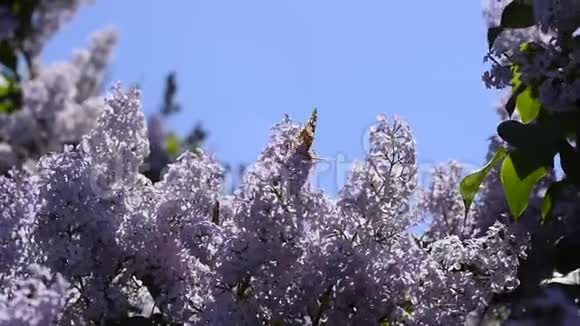 蝴蝶瓦内萨卡迪对丁香花视频的预览图