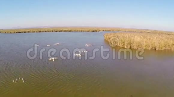 野生多瑙河三角洲航空视频的预览图