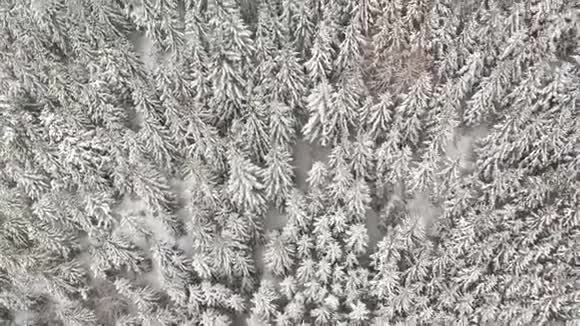 空中观雪树视频的预览图
