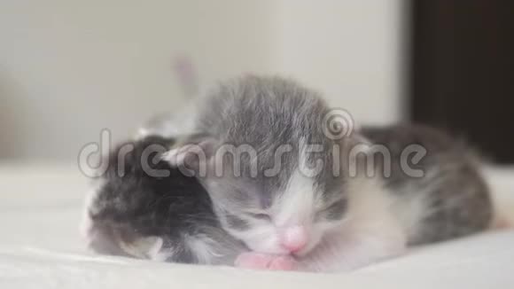 搞笑视频两只可爱的新生小猫在床上集体睡觉宠物生活方式概念宠物概念小猫条纹视频的预览图