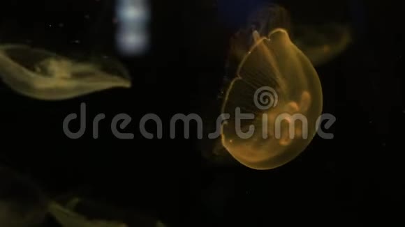 在水族馆里发光的水母特写视频的预览图
