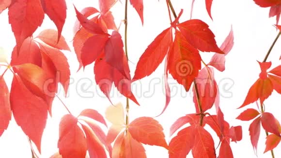 红秋叶背景自然背景视频的预览图