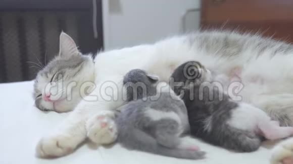 猫幸福的家庭妈妈和新生的小猫孩子们猫喂小猫猫舔小猫生活方式动物视频的预览图