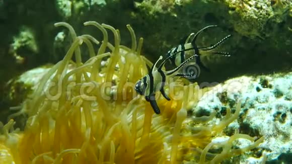 海底世界美丽的海洋花有珊瑚和鱼视频的预览图