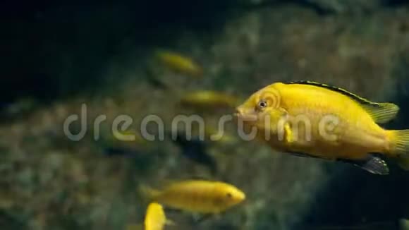 水下世界多种颜色的鱼类珊瑚礁视频的预览图
