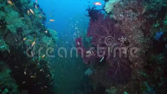 海洋珊瑚礁上五颜六色的软珊瑚丛视频的预览图
