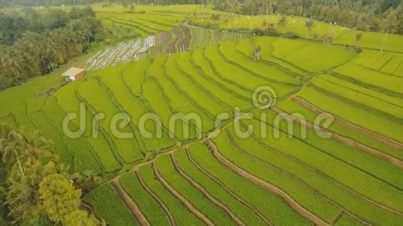 露台稻田巴厘岛印度尼西亚视频的预览图