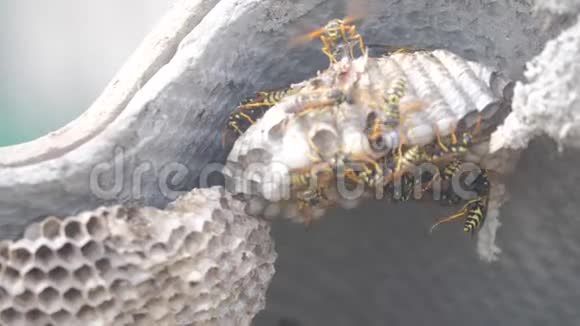 屋脊下的黄蜂病虫害黄蜂窝狂野黄蜂慢动作视频过敏危险咬伤生活方式视频的预览图