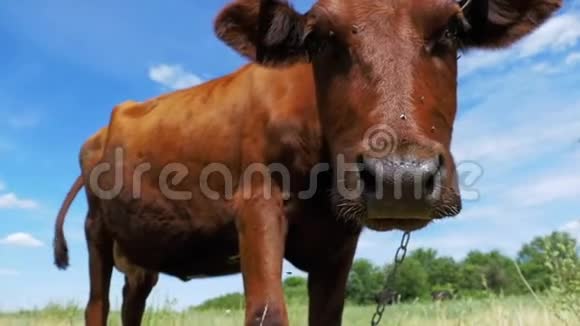 美丽的灰牛在草地上放牧并在天空背景上闻到相机的味道慢动作视频的预览图