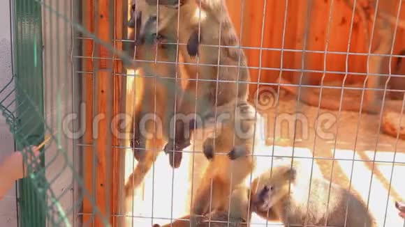 南美洲的coati是靠一只手吃饭的笼中的coaticoati的喂养欢快的coati视频的预览图